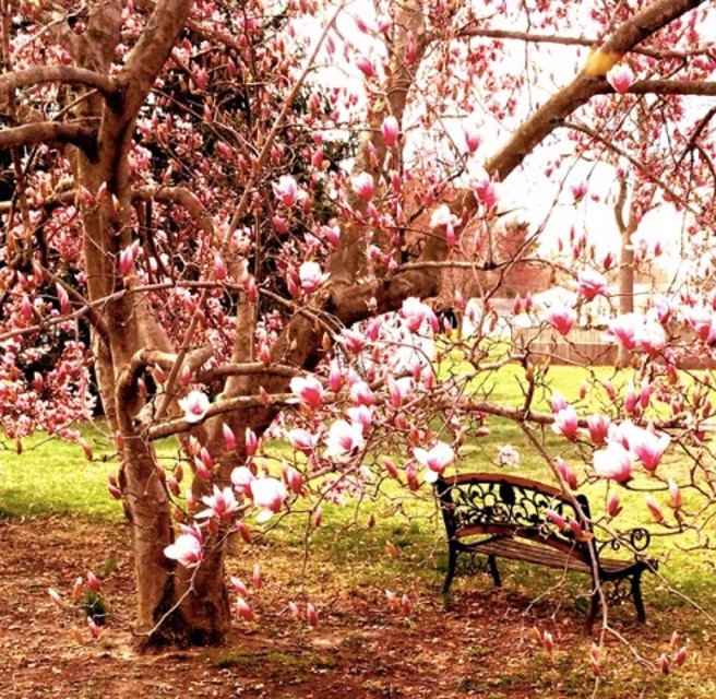 Flowering tree with bench